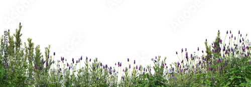 Stampa su tela 3d render grass and shrub with white background
