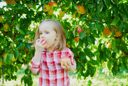 Adorable preschooler girl in red and white shirt picking red ripe organic apples in orchard or on farm on a fall day