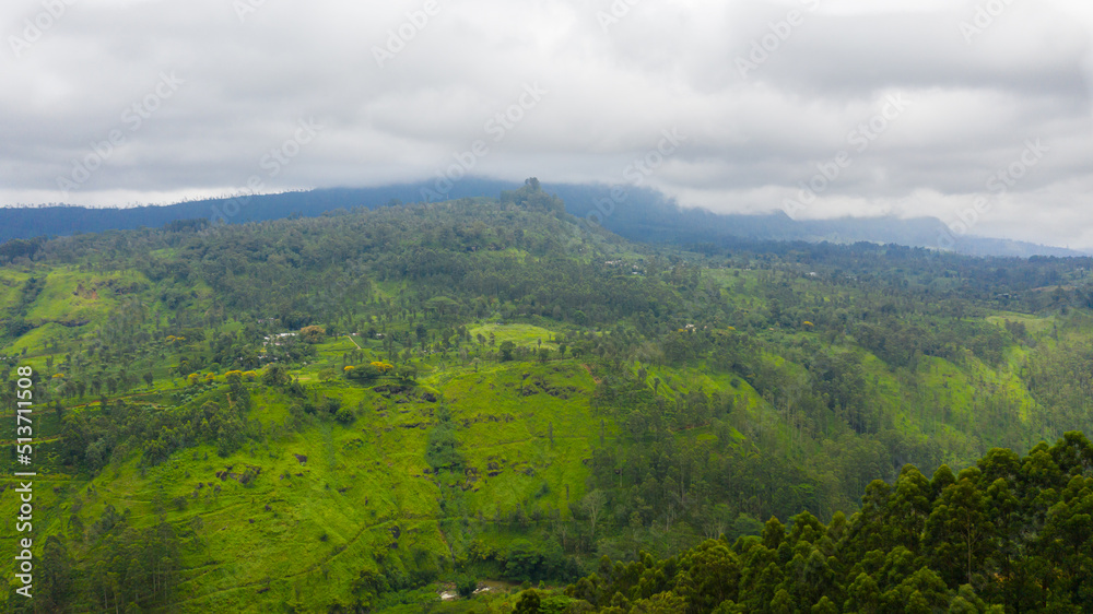 Tea plantations on the hillsides in the mountains of Sri Lanka. Tea estate landscape.