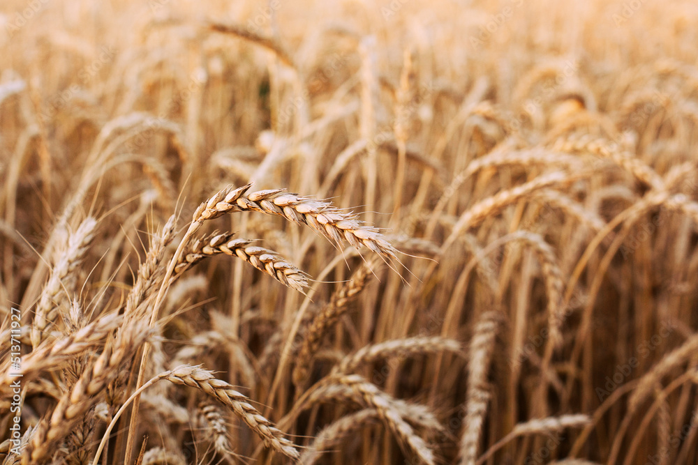 Fototapeta premium wheat ripe grain harvest, field in sunset rays. grain crops