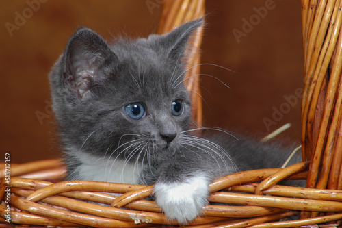 Kitten in basket © David