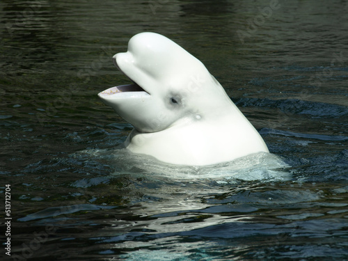 Fotomurale Ballena beluga