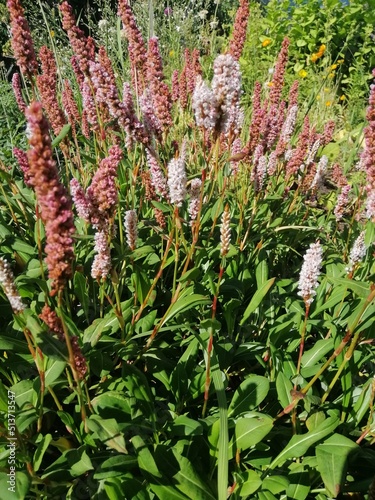 pink-crimson inflorescences on a long stem. An unusual fluffy Highlander flower. Blooming Polygonum affinis on a summer flower bed. Nature wallpaper. photo