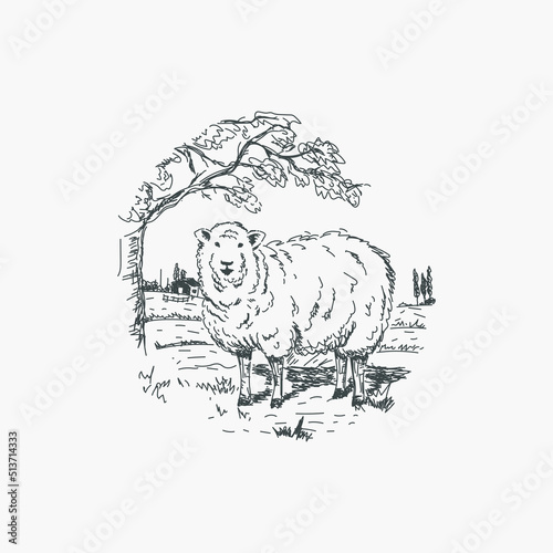 Hand drawn sheep in the farm landscape vintage style
