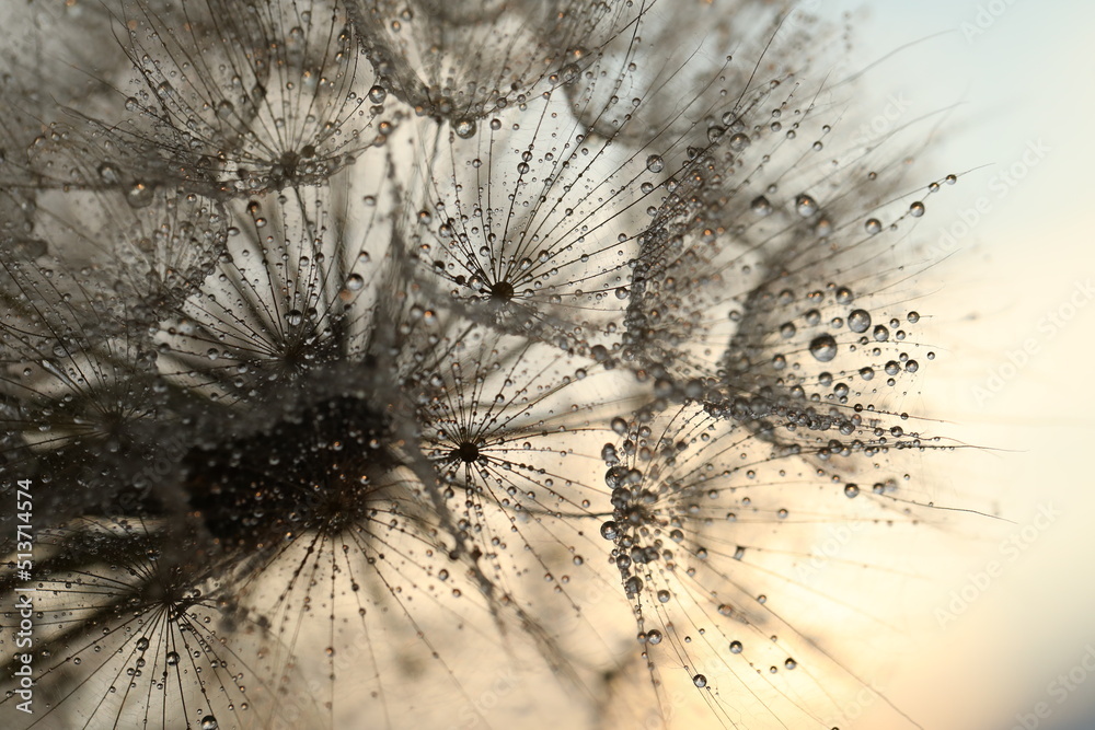 Fototapeta dandelion seed with golden water drops. close up/