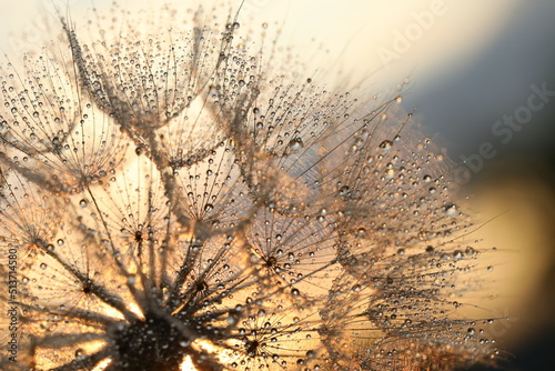 dandelion seed with golden water drops. close up/