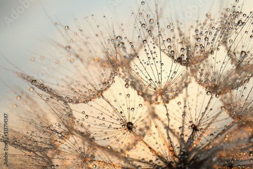 dandelion seed with golden water drops. close up/