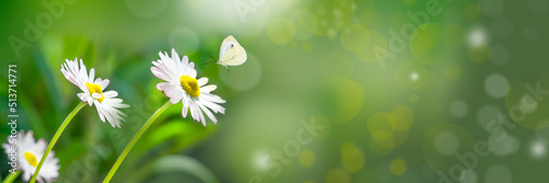 A delicate white daisy flower, a daisy on a blurry green background. Beautiful natural background, selective soft focus. Panorama, copy of the space photo