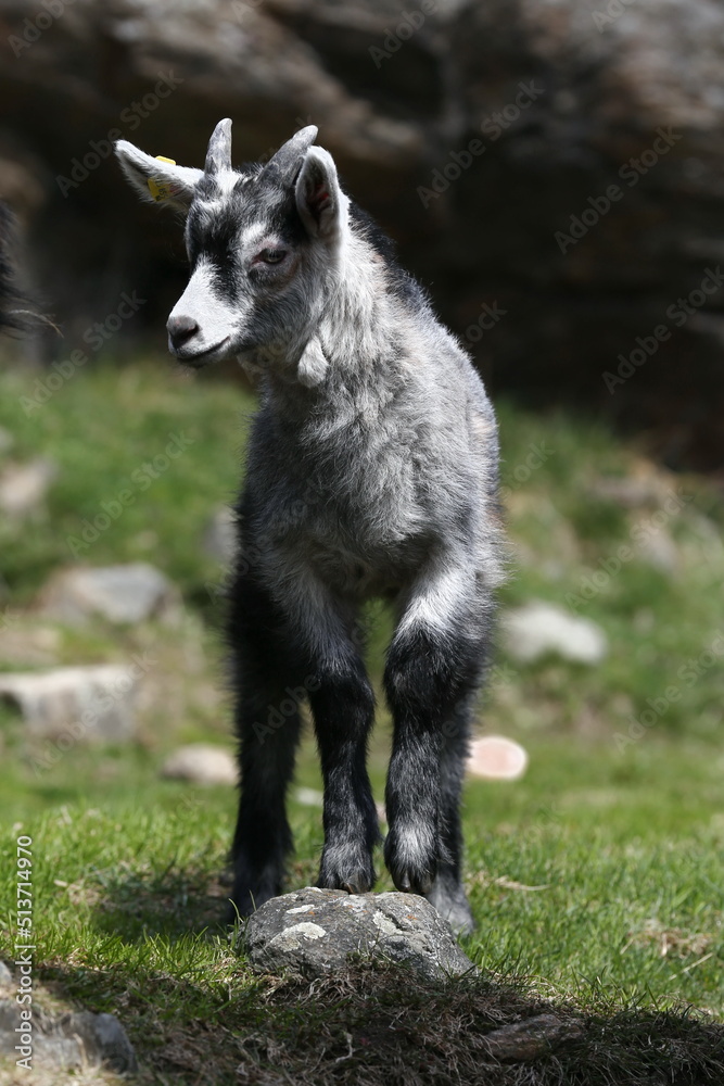 Fototapeta premium Young mountain goat in the Alps