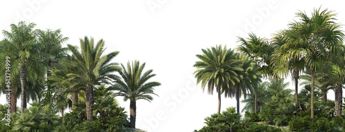 3d render palm forest with white background © jomphon