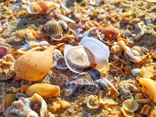 seashells on the beach © light stock
