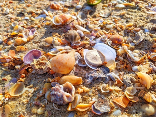 shells on the beach © light stock