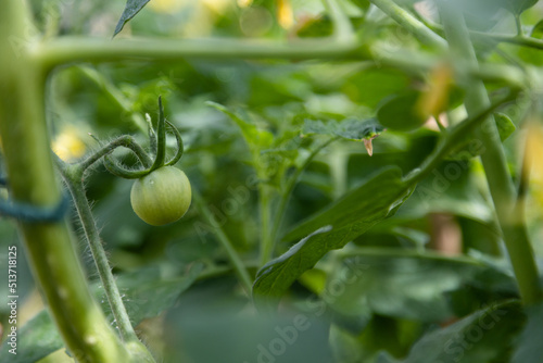 tomato plant