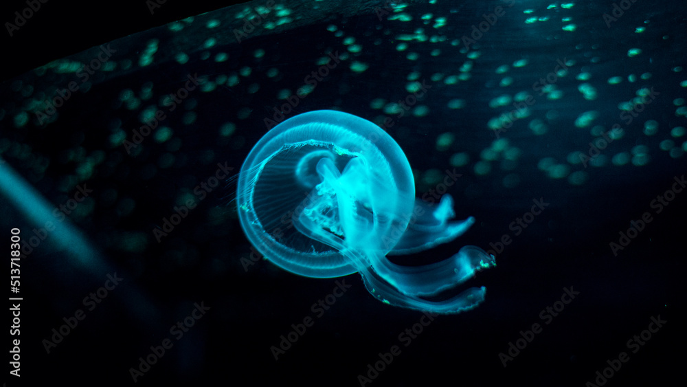 Fototapeta premium Jellyfish in dark water floating