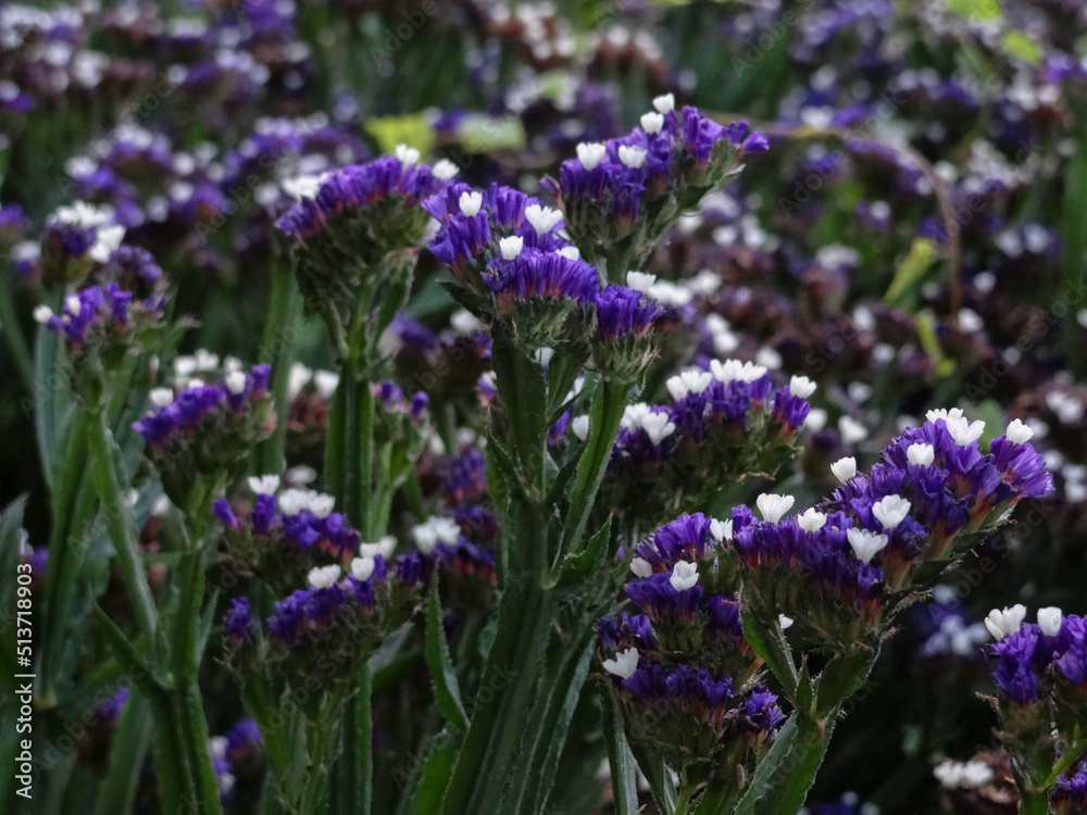 Fototapeta premium Perez's Sea Lavenders (Limonium Perezii, Seaform Statice, Marsh Rosemary) With Tiny White and Purple flowers are considered an Endangered Exotic Species
