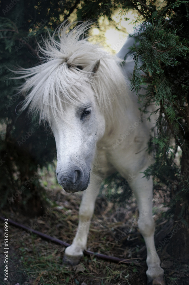 Obraz premium Crazy and white pony shakes itself. Cute pony among the branches scratches his back.