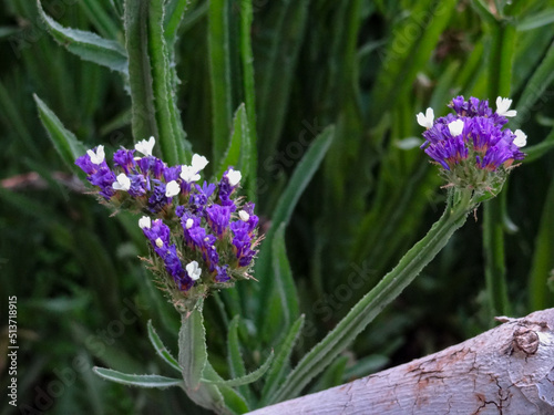 Perez's Sea Lavenders (Limonium Perezii, Seaform Statice, Marsh Rosemary) With Tiny White and Purple flowers Taken In Isfahan Iran photo