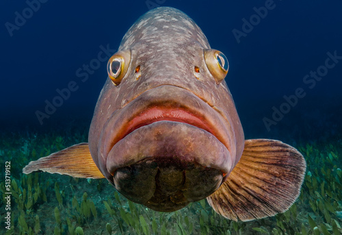 Dusky Mediterranean grouper - Epinephelus marginatus from the sea of Limassol, Cyprus  photo