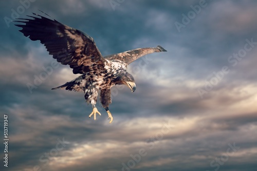 Eagle Bird or griffon on sky background