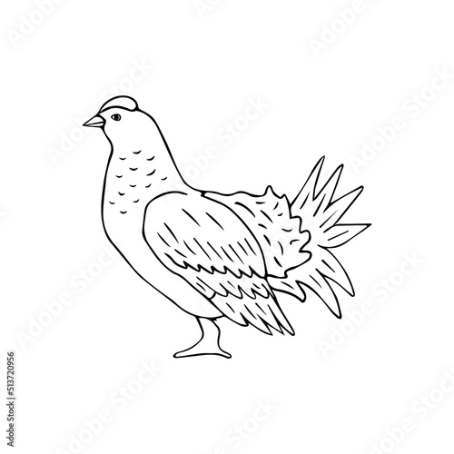 Vector hand drawn doodle sketch grouse bird isolated on white background
