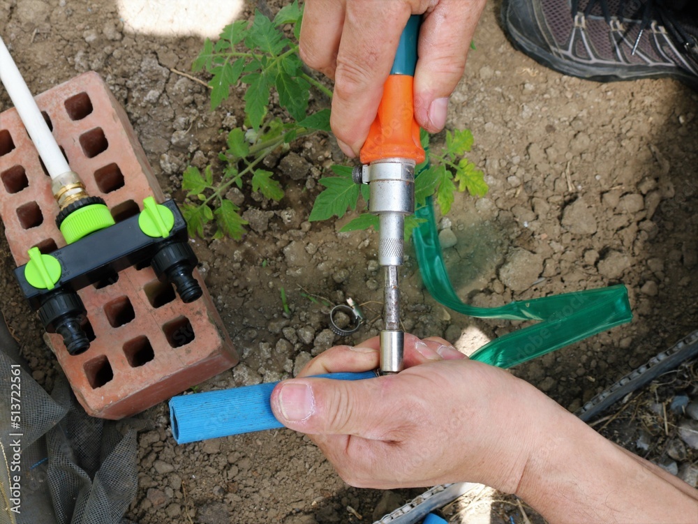 fixing the clamp on a rubber hose installed in a greenhouse for drip