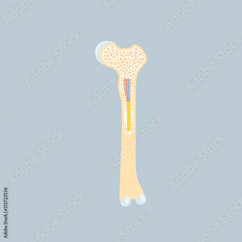anatomy of long bone marrow basics, internal organs body part orthopedic health care, vector illustration cartoon flat character design clip art