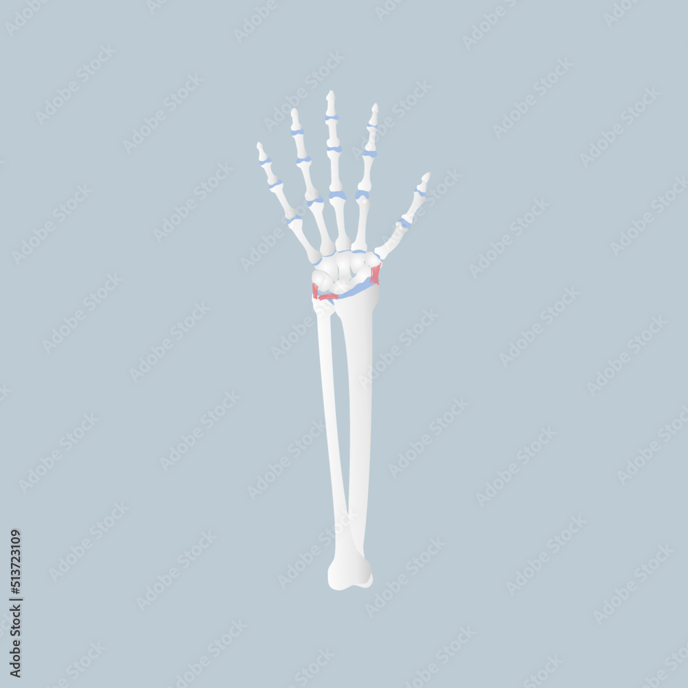bone of the hand anatomy, internal organs body part orthopedic health care, vector illustration cartoon flat character design clip art