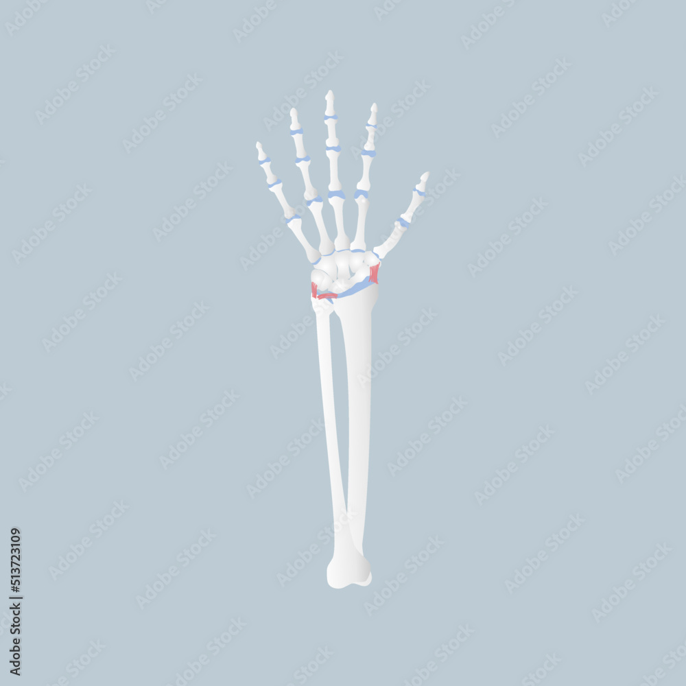 bone of the hand anatomy, internal organs body part orthopedic health care, vector illustration cartoon flat character design clip art bone of the hand anatomy, internal organs body part orthopedic health care, vector illustration cartoon flat character design clip art