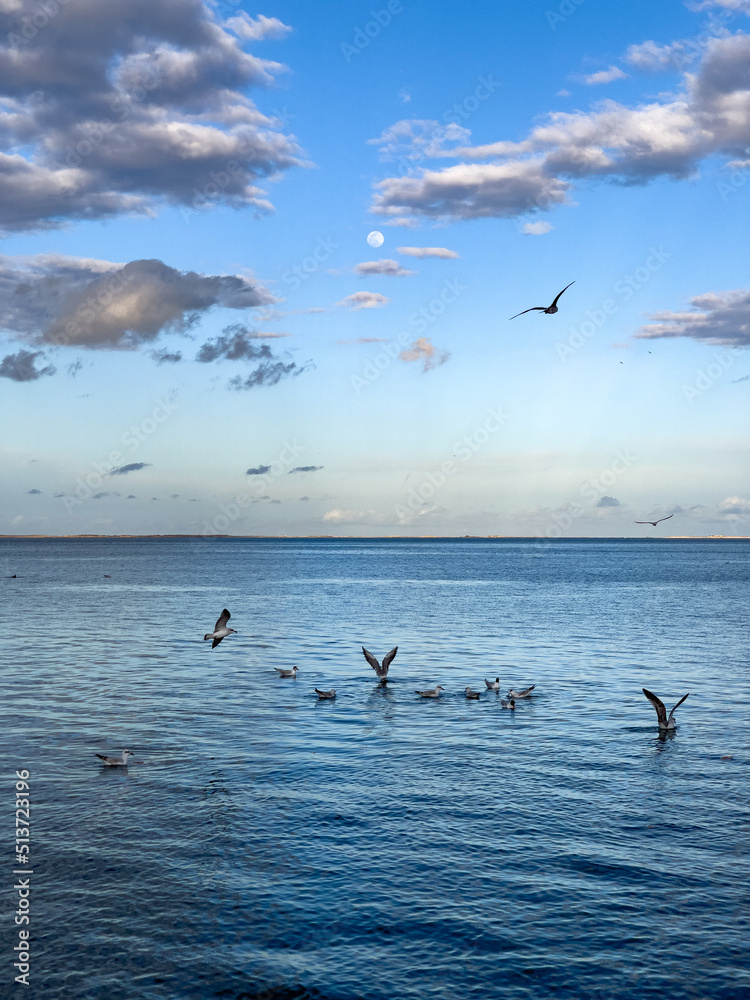 Flock of seagull birds flying over the sea