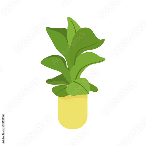 Fiddle leaf fig. Pot plant. Houseplant isolated on white background. Vector illustration in hand-drawn flat