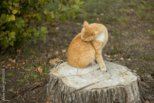 Ginger tom cat close up horizontal portrait from the side Domestic Animals Pets