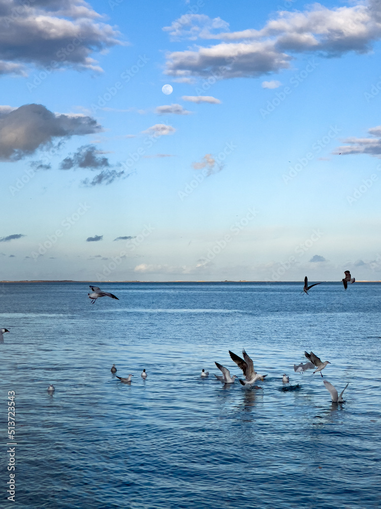 Flock of seagull birds flying over the sea