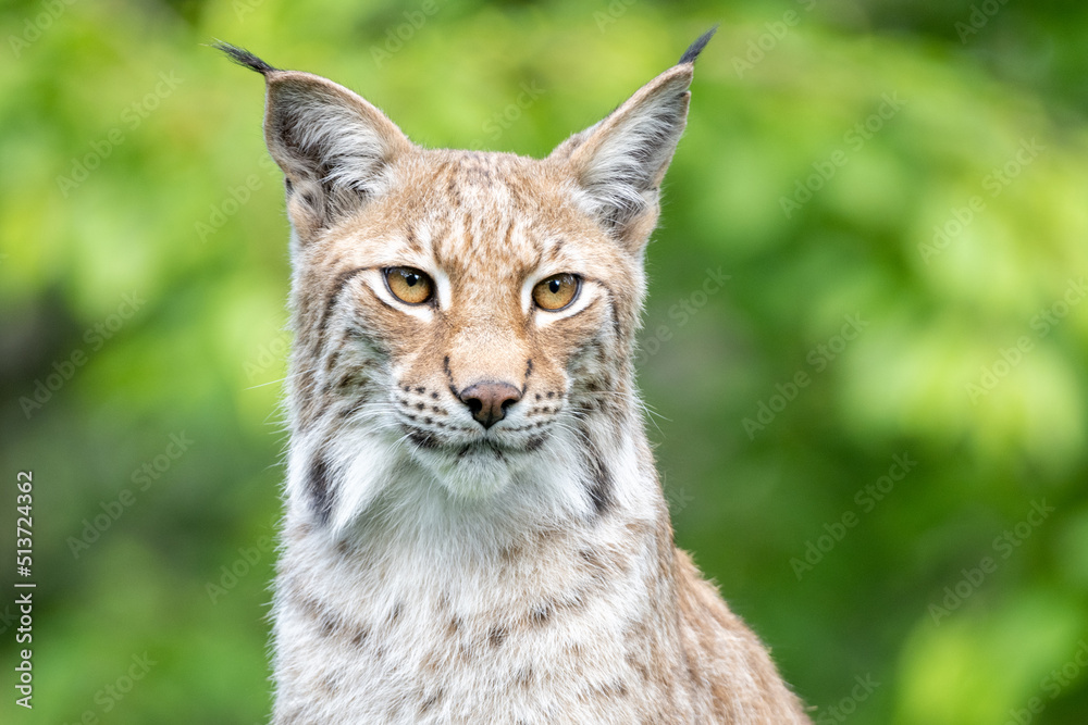 Portrait of wild lynx in natural habitat Portrait of wild lynx in natural habitat