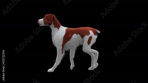 Brittany Dog Fast Walk Side View, Animation.Full HD 1920×1080. 03 Second Long.Transparent Alpha Video. LOOP. photo