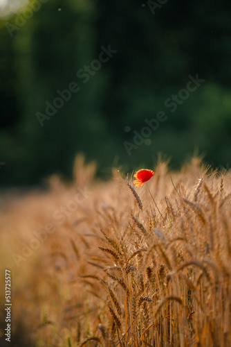 One poppy in a wheat field at sunset, with green background