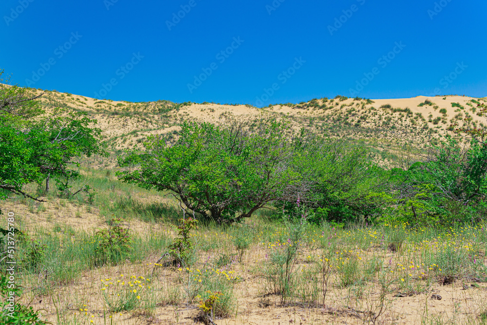 spring desert, blooming vegetation on the edge of the Sarykum sand dune