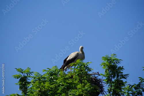 Stork in the nest, polish village, Witków, lower silesia, June 2022, summer, Poland