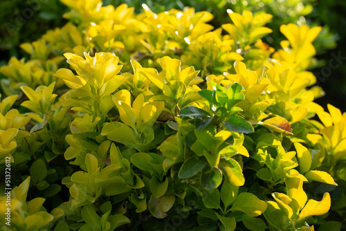 Green yellow leaves of Euonymus japonicus in the garden outdoor. photo