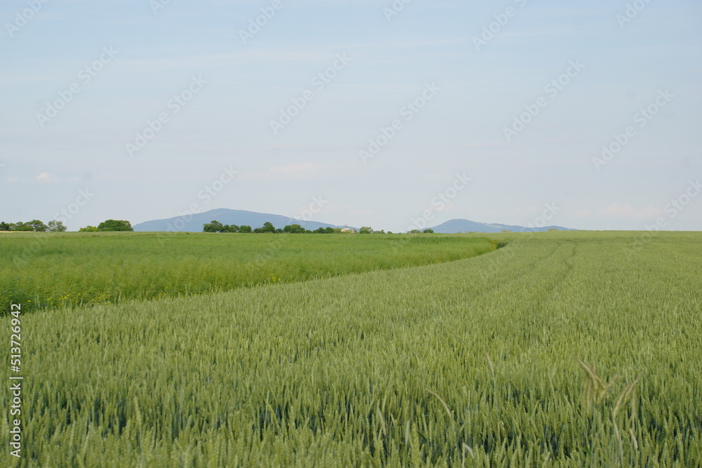 Obraz premium Meadow, wildflowers, poppies, cornflowers, polish fields, Witków, Lower silesia, Poland, June 2022, Mountain Sleza in the background