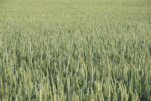 Wheat growing in the fields, June 2022, Poland