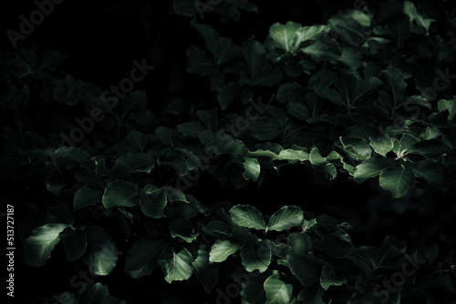 Close up of faded colorful leaf background, nature detail backdrop