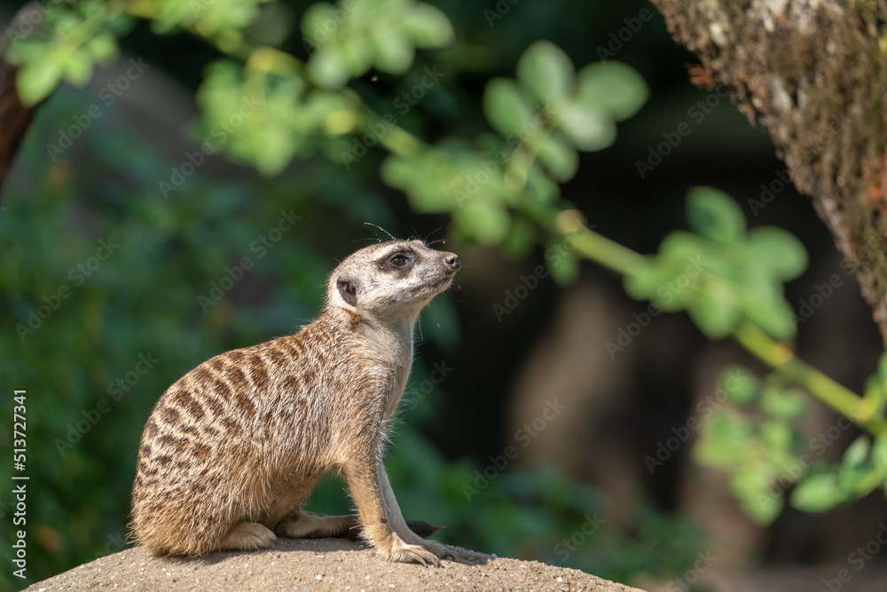 Fototapeta premium meerkat