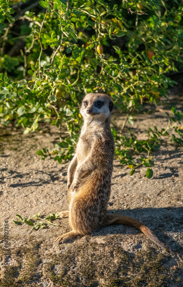 Fototapeta premium meerkat