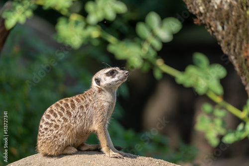 meerkat © Jan