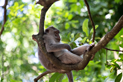 Photography Cute funny monkey chilling in the Monkey Forest in Ubud, Bali