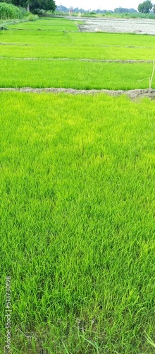 green grass field