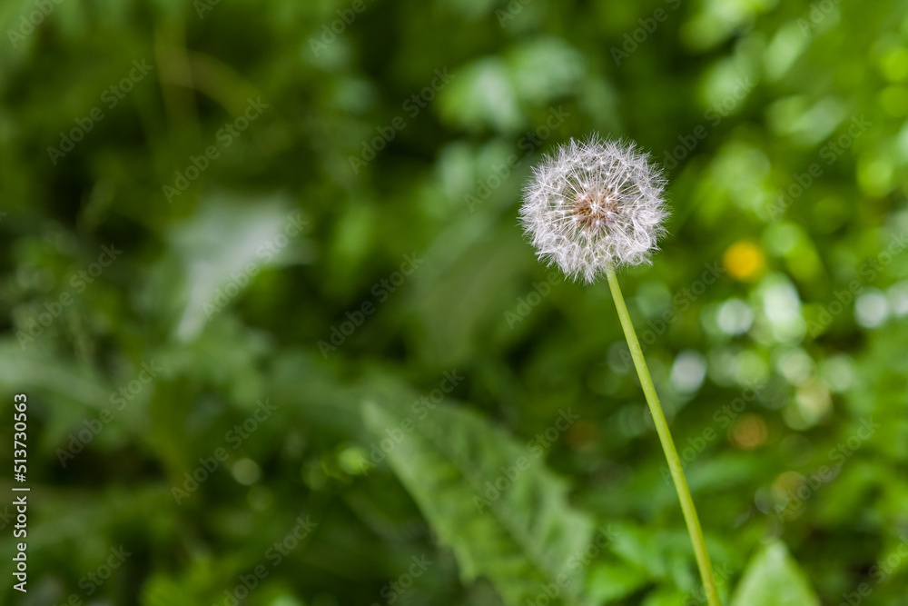 White, airy, dandelion flower on a green background White, airy, dandelion flower on a green background
