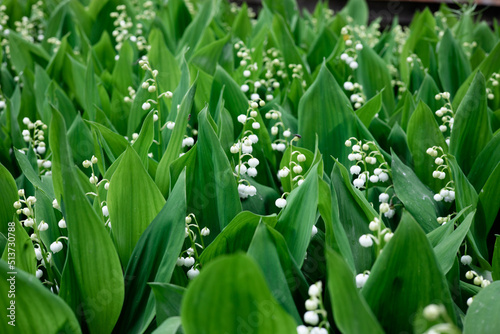 Blooming lily of the valley flowers in a clearing in the forest. Natural background with blooming lilies of the valley. Dizzying aroma. Selective focus. Summer.