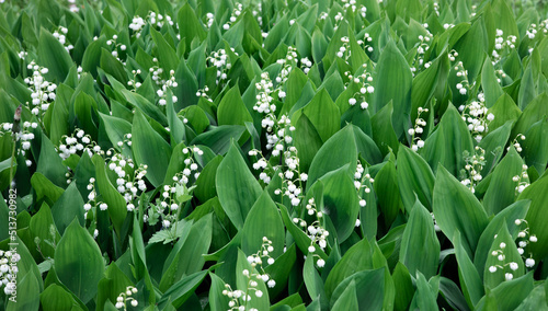 Slika na platnu Blooming lily of the valley flowers in a clearing in the forest