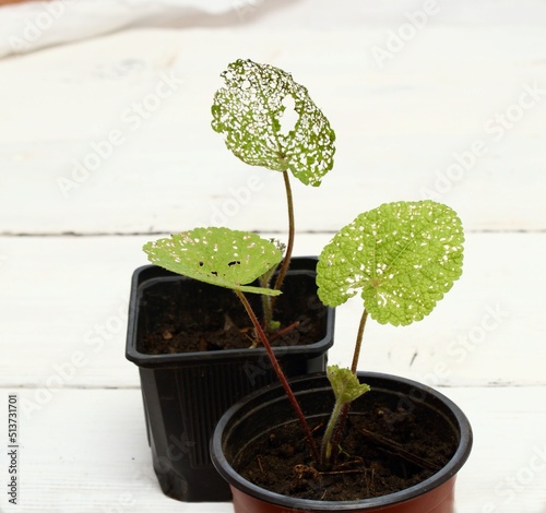 Seedling of Alcea rosea damaged by Cruciferous flea or Phyllotreta cruciferae. Chrysomelidae leaf beetle eats green leaves, damaging agriculture. Potted seedlings on the table. photo